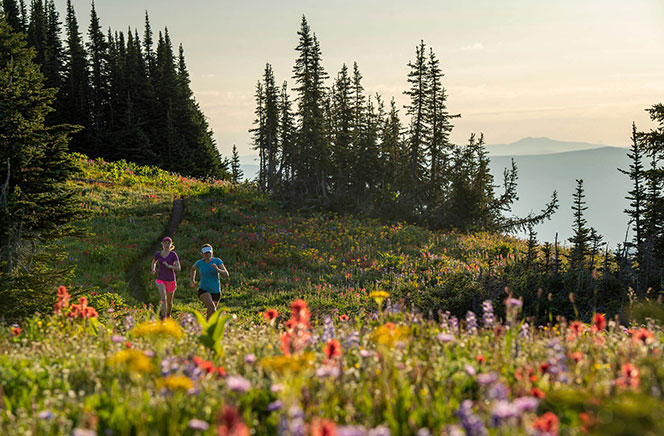 Wildflowers