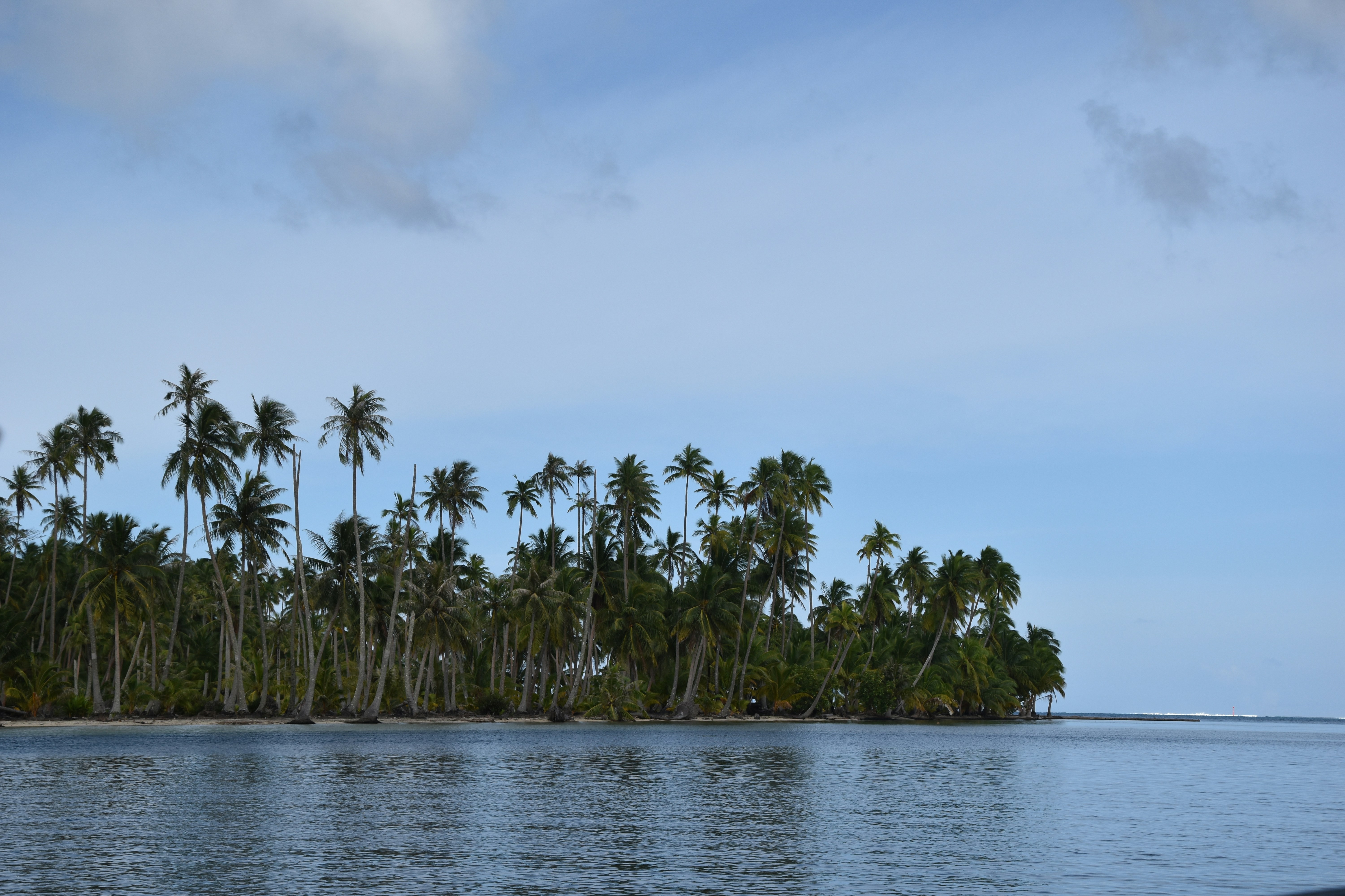 Palm trees in Taha’a