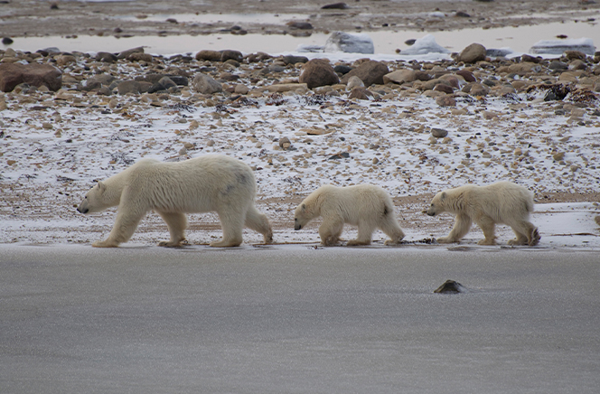 Polar Bears