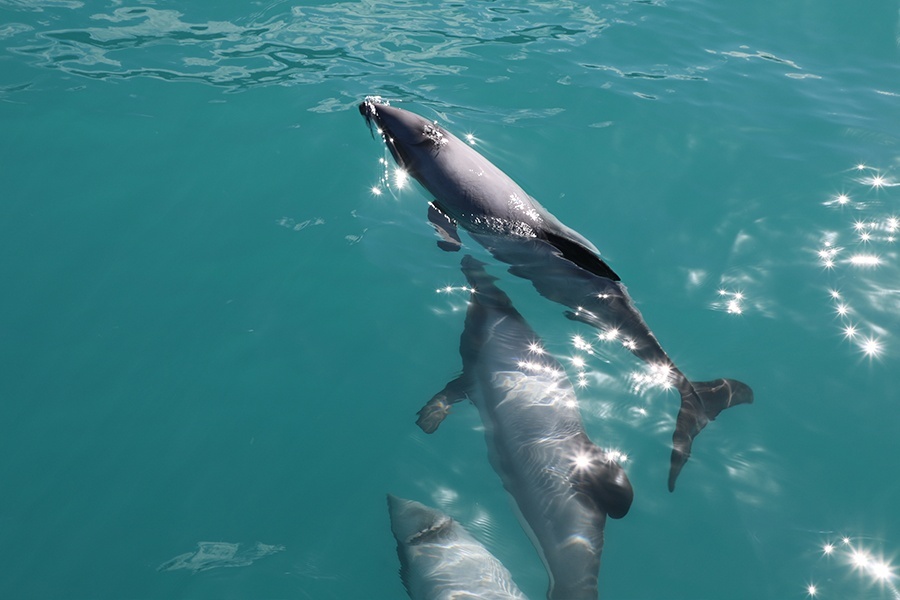 swim with dolphins in Kaikoura New Zealand