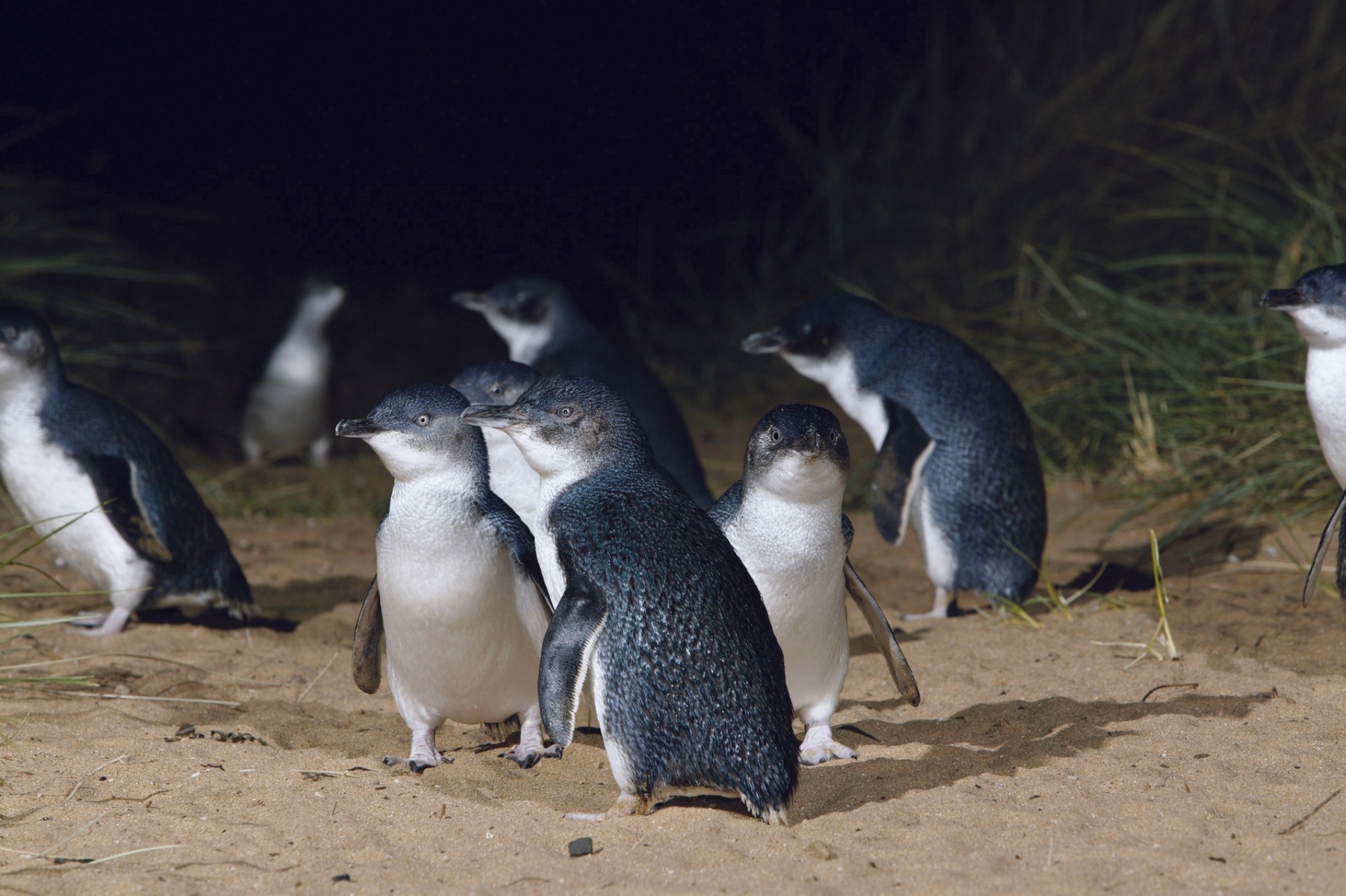 Dunedin blue penguins New Zealand